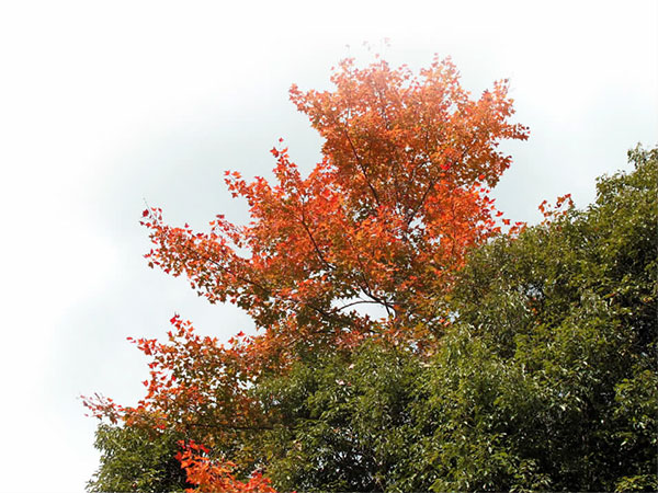 立冬楓香紅葉，美麗風景