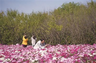 杭州這個口袋公園 看絕美波斯菊花海盛放