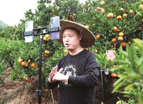 追求最優品質 擴大品牌效應 三門柑橘的“鮮甜”致富經