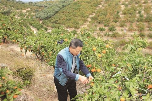 臺州涌泉蜜橘價漲20%，你買單了嗎？