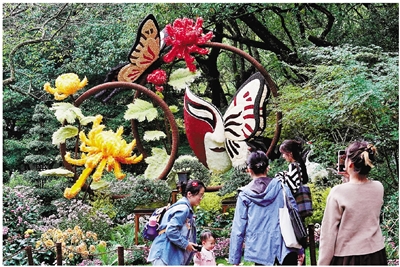 600余種 4.6萬余盆 主會場聯動五大分會場 杭州植物園菊花展盛大開幕