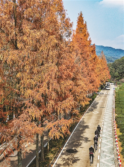 焦糖色水杉公路上線了